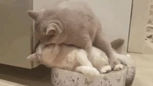 d9_370742.gif