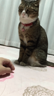 rt_20160804_110742.gif
