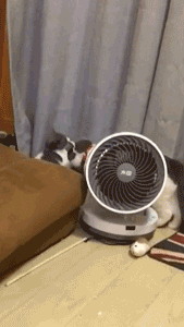 mk_318286.gif