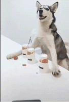 y7_282060.gif