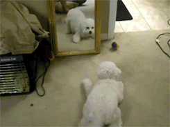 g0_274141.gif
